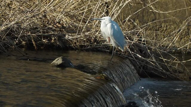 Little white egret standing on a small waterfall next to the dried grass on Yangjaecheon stream Seoul South Korea