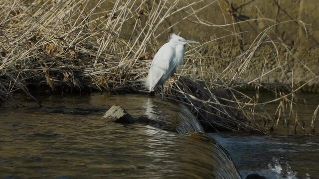 Duck and small egret on waterfall Yangjaecheon stream Seoul, South Korea