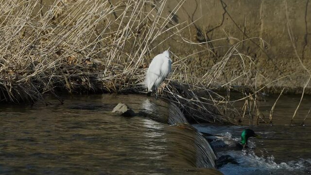 Wild duck jumps from a small waterfall while kid egret fishing at spring in South Korea