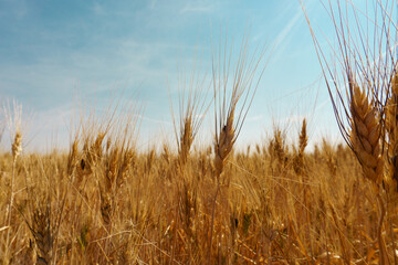 Close up of agricultural field of harvest ready grains under a warm blue sky © Veronika Z. Gaudet