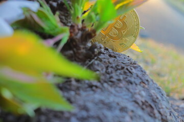 大自然の中で成長する光り輝く黄金のビットコインの仮想通貨