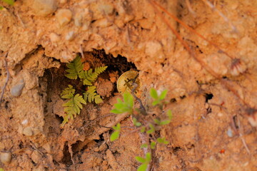 発掘された黄金色に輝く仮想通貨のビットコイン
