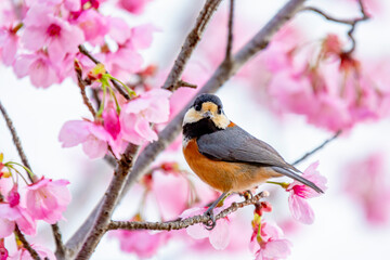 ヤマガラと桜