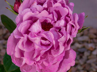 pink and purple hydrangea