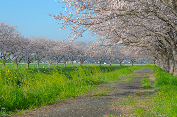 草場川の桜並木
