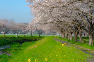 草場川の桜並木
