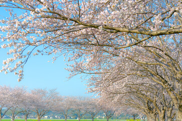 桜並木の桜
