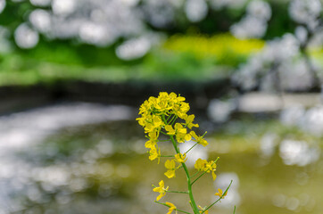 菜の花と桜
