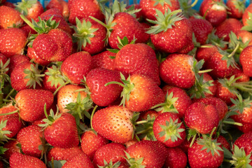 A lot of bright red strawberries from the garden.