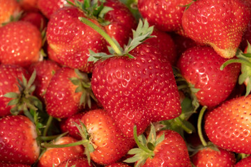 A lot of bright red strawberries from the garden.