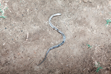 Fototapeta na wymiar Dead snake laying on the dry ground 
