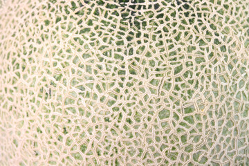 マスクメロン　クローズアップ