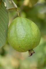 guava fruit in nature garden