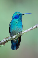 Green Violet-ear (Colibri thalassinus) hummingbird in flight isolated on a green background in Costa Rica