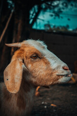 Fototapeta premium Chivos