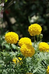 yellow marigold flower in nature garden