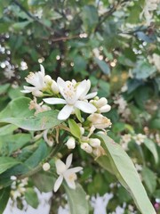 Orange blossom in spring in Valencia