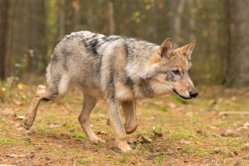 Naklejka na ściany i meble Lone wolf (Canis lupus) running in autumn forest Czech Republic