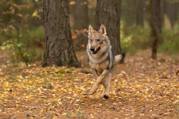 Lone wolf (Canis lupus) running in autumn forest Czech Republic