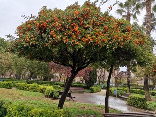 Fototapeta na wymiar Mandarin tree in a Park in Valencia