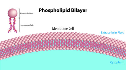 Phospholipid Bilayer - Membrane Cell