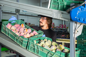 Male warehouse worker carrying boxes with fresh mango fruits on packing facility