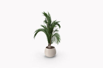 Fototapeta na wymiar plant isolated on white background