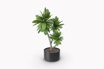 plant isolated on white background