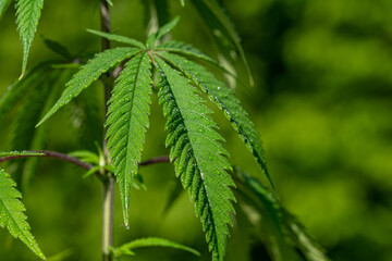 Cannabis leaf covered in dew in the morning light