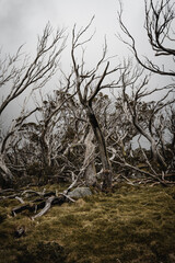 Haunting looking trees on the Dead Horse Gap walking track in the Kosciuszko National Park