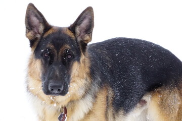 German Shep 10