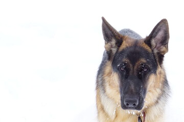German Shep 11