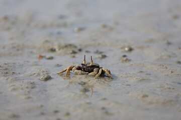 Natural crabs are standing still and staring for food.