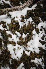 Alpine shrub covered in snow on the mountain at Thredbo.