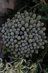 Fototapeta premium Beautiful cactus plant during spring season