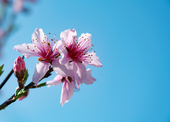 Blue sky and pink peach blossoms