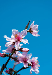 Blue sky and pink peach blossoms