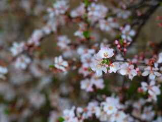 Close-up of a Prunus tomentosa