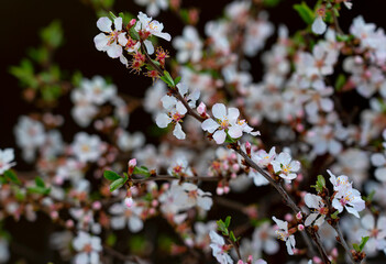 Close-up of a Prunus tomentosa