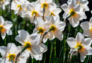 Fototapeta na wymiar Flower background. Daffodil flower closeup.
