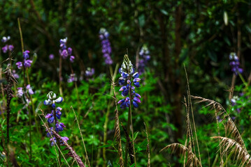 lavender purple with insect in the forest 