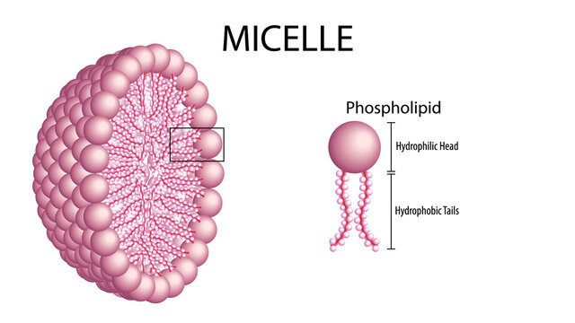 Micelle - Phospholipid - Membrane Cell