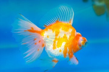 Pet ornamental goldfish or Carassius auratus, Family Cyprinida. Ranchu or lionhead goldfish is very popular to show in fish tank
