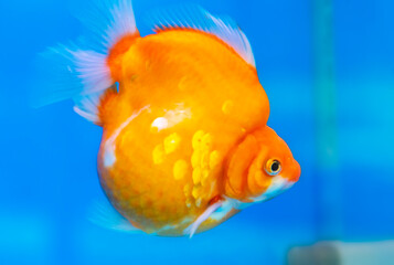 Pet ornamental goldfish or Carassius auratus, Family Cyprinida. Ranchu or lionhead goldfish is very popular to show in fish tank