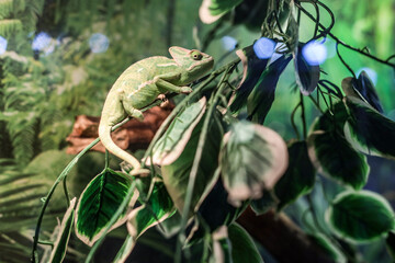 Camouflaged green chameleon behind the leaves in a natural environment..
