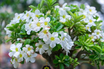 Tropical frangipani flowers blooming in the garden flavor shine when spring 2021 comes