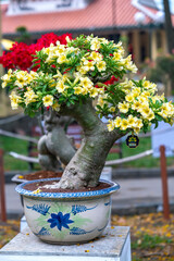 Tropical frangipani bonsai tree flowers blooming in the garden flavor shine when spring lunar new year 2021 comes