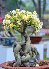 Naklejka premium Tropical frangipani bonsai tree flowers blooming in the garden flavor shine when spring lunar new year 2021 comes
