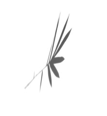 the shadow of bamboo leaves in white background. realistic leaf overlay effect illustration. the light and shadow silhouette of tropical nature to decorate creative design.