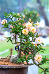 Tropical frangipani bonsai tree flowers blooming in the garden flavor shine when spring lunar new year 2021 comes